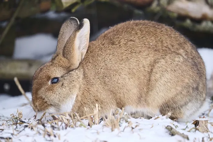 Framed Print : Domestic rabbit (Oryctolagus cuniculus forma domestica) in the snow in winter