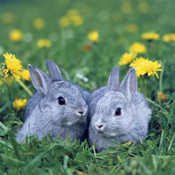 Framed Print : Domestic rabbits, kittens Framed Print : Domestic rabbits, kittens
