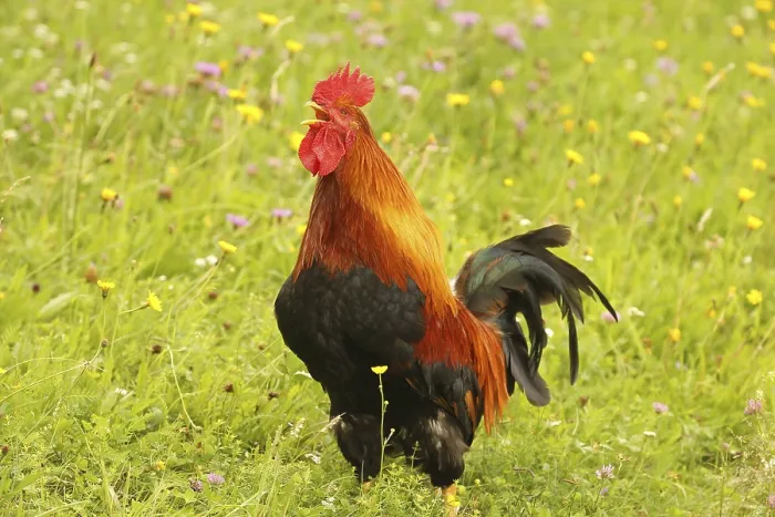Framed Print : Domestic rooster crowing in colourful flower meadow