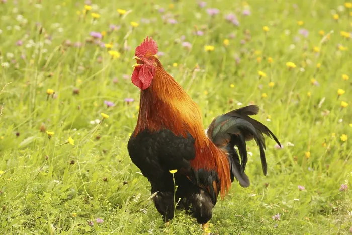 Framed Print : Domestic rooster crowing in colourful flower meadow Framed Print : Domestic rooster crowing in colourful flower meadow