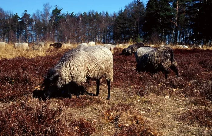 Framed Print : Domestic sheep