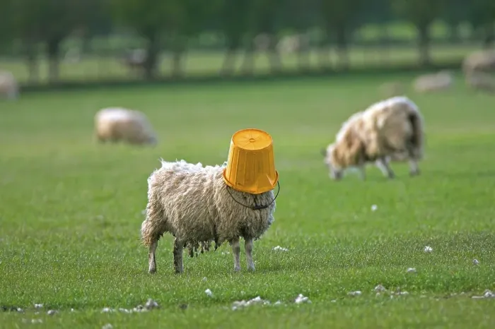 Framed Print : Domestic sheep, adult, with feed bucket on head, standing on pasture, Berwickshire, Scotland, spring