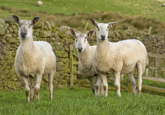 Framed Print : Domestic Sheep, Blue-faced Leicester
