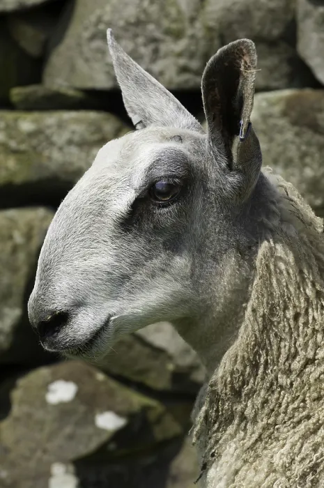 Framed Print : Domestic Sheep, Blue-faced Leicester Framed Print : Domestic Sheep, Blue-faced Leicester