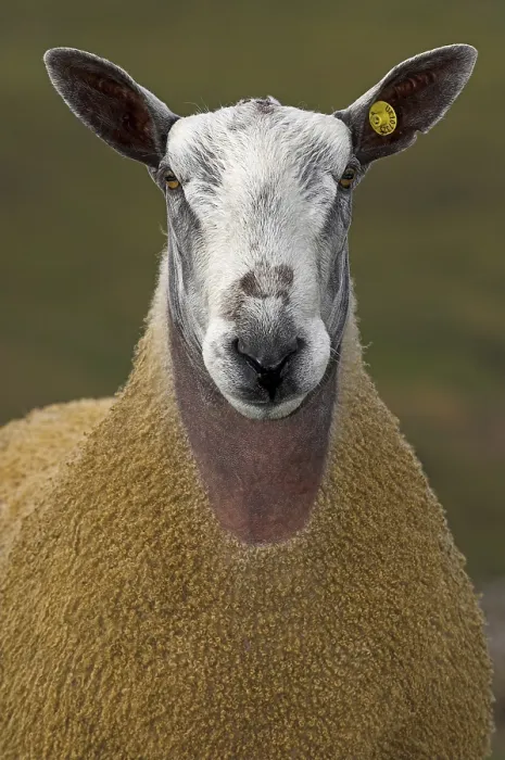 Framed Print : Domestic sheep, Blue-faced Leicester ram
