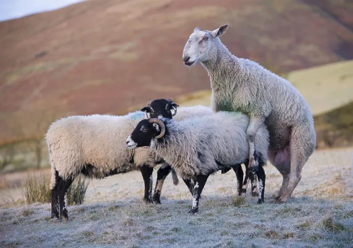 Framed Print : Domestic Sheep, Blue-faced Leicester ram