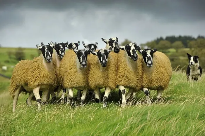 Framed Print : Domestic Sheep, crossbred mule ewe lambs