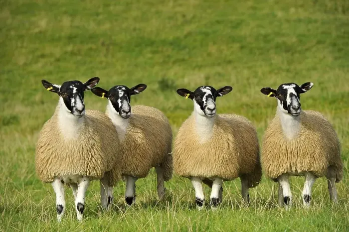 Framed Print : Domestic Sheep, crossbred mule ewe lambs
