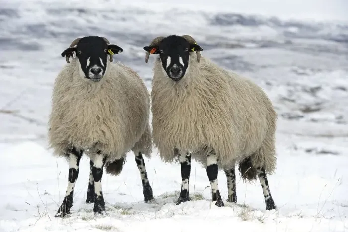 Framed Print : Domestic Sheep, Dalesbred, two ewes