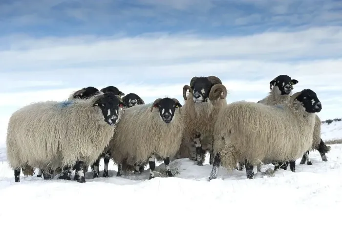 Framed Print : Domestic Sheep, Dalesbred flock