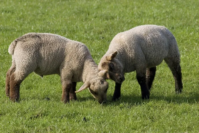 Framed Print : Domestic sheep, Dorset Down, two lambs