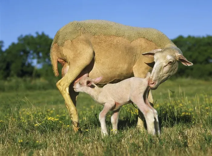 Framed Print : Domestic Sheep, Ewe and Lamb Suckling