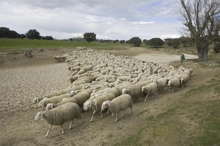 Framed Print : Domestic Sheep, flock herded by shepherd along dry riverbed Framed Print : Domestic Sheep, flock herded by shepherd along dry riverbed