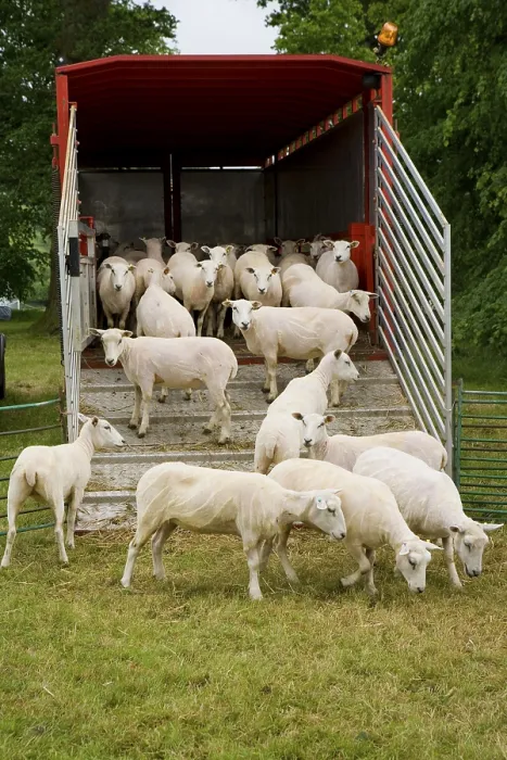 Framed Print : Domestic sheep, flock, next to lorry trailer after shearing Framed Print : Domestic sheep, flock, next to lorry trailer after shearing