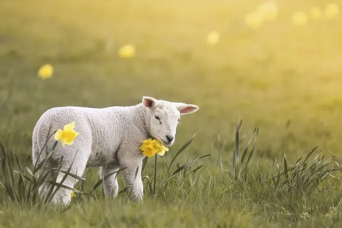 Framed Print : Domestic sheep, lamb and yellow daffodils on the meadow Framed Print : Domestic sheep, lamb and yellow daffodils on the meadow