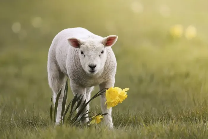 Framed Print : Domestic sheep, lamb and yellow daffodils on the meadow Framed Print : Domestic sheep, lamb and yellow daffodils on the meadow