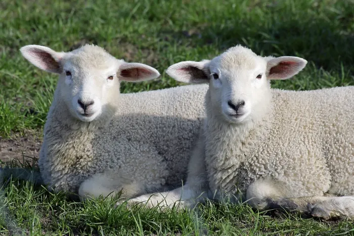 Framed Print : Domestic sheep, lambs, lamb, sheep, sheep