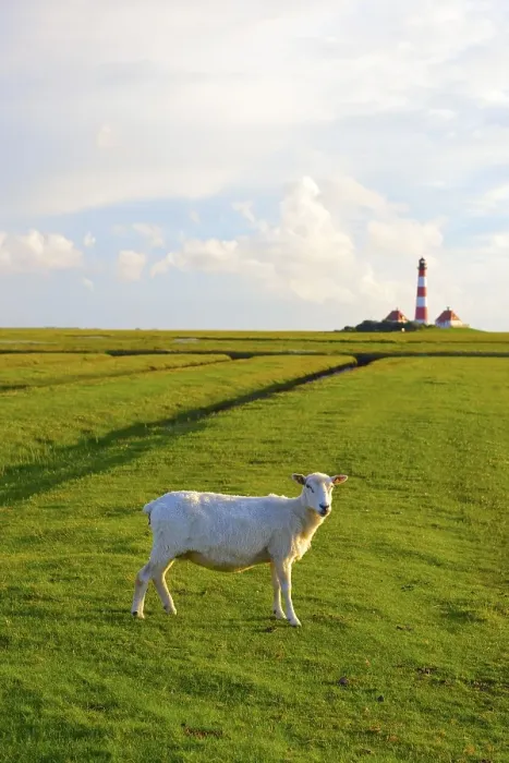 Framed Print : Domestic sheep in front of the Leuchtturm Westerheversand lighthouse