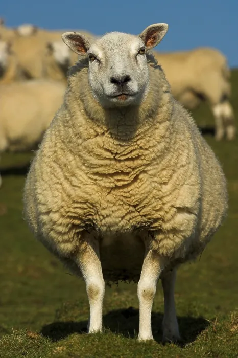 Framed Print : Domestic Sheep, Lleyn ewe, standing in field