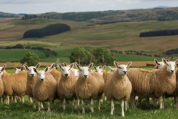 Framed Print : Domestic Sheep, mules, Cheviot ewe x Blue-faced Leicester ram Framed Print : Domestic Sheep, mules, Cheviot ewe x Blue-faced Leicester ram