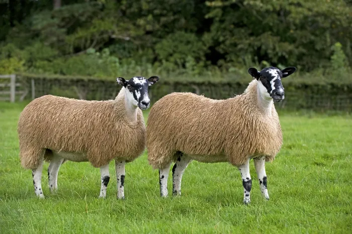 Framed Print : Domestic Sheep, North of England Mule gimmer lambs