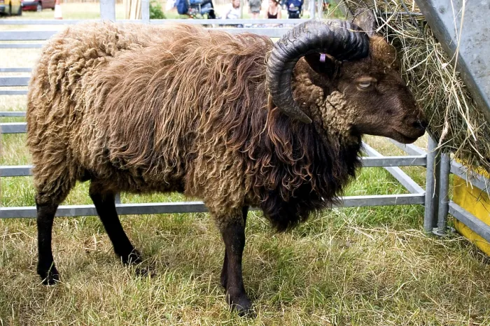 Framed Print : Domestic Sheep, North Ronaldsay adult