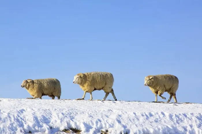 Framed Print : Domestic Sheep (Ovis ammon f. aries ) on a dike in winter Framed Print : Domestic Sheep (Ovis ammon f. aries ) on a dike in winter