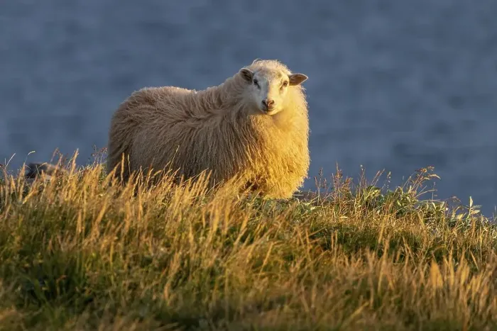Framed Print : Domestic sheep (Ovis aries) in the evening light Framed Print : Domestic sheep (Ovis aries) in the evening light