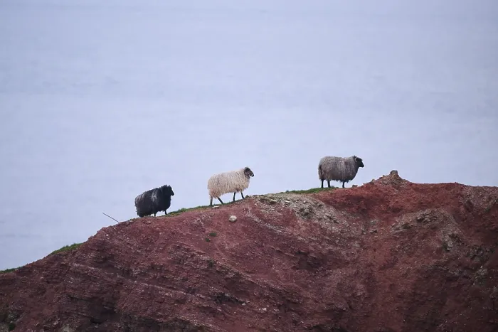 Framed Print : Domestic sheep (Ovis aries) Heidschnucke moorland sheep on the cliffs