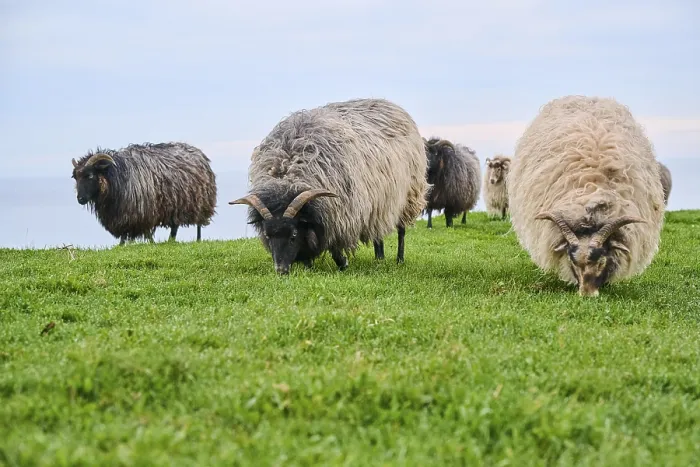 Framed Print : Domestic sheep (Ovis aries) Heidschnucke moorland sheep on a meadow