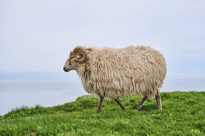Framed Print : Domestic sheep (Ovis aries) Heidschnucke moorland sheep on a meadow Framed Print : Domestic sheep (Ovis aries) Heidschnucke moorland sheep on a meadow