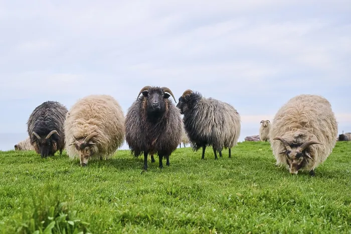 Framed Print : Domestic sheep (Ovis aries) Heidschnucke moorland sheep on a meadow Framed Print : Domestic sheep (Ovis aries) Heidschnucke moorland sheep on a meadow