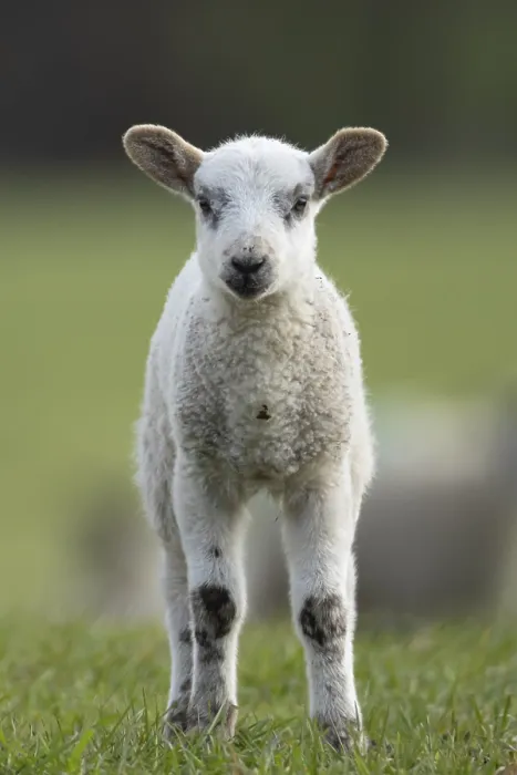 Framed Print : Domestic sheep (Ovis aries) juvenile baby lamb farm animal in a grass field in spring