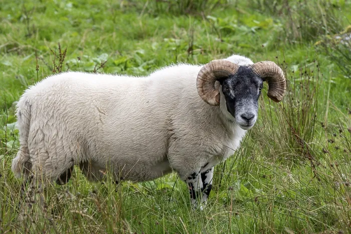 Framed Print : Domestic sheep (Ovis aries) in a meadow