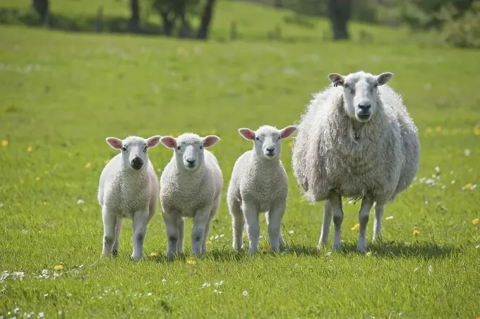Framed Print : Domestic Sheep (Ovis aries), mule ewe with three Texel sired lambs standing in pasture Framed Print : Domestic Sheep (Ovis aries), mule ewe with three Texel sired lambs standing in pasture
