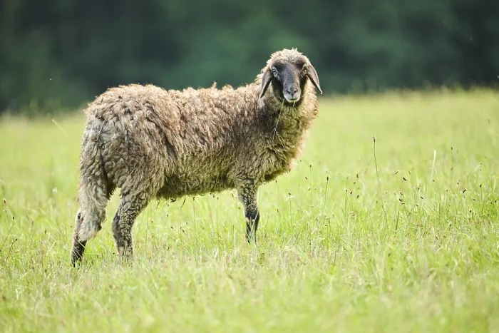 Framed Print : Domestic sheep (Ovis aries) standing on a meadow Framed Print : Domestic sheep (Ovis aries) standing on a meadow