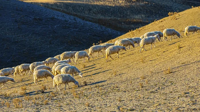 Framed Print : Domestic sheep (Ovis gmelin aries) grazing in the evening light