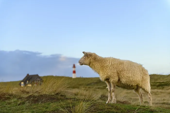 Framed Print : Domestic sheep (Ovis gmelini aries) in dune landscape and List-ost lighthouse Framed Print : Domestic sheep (Ovis gmelini aries) in dune landscape and List-ost lighthouse