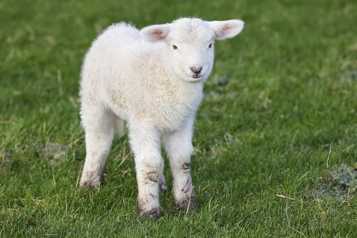 Framed Print : Domestic sheep (Ovis gmelini aries) Lamb