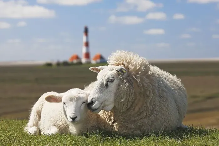 Framed Print : Domestic sheep (Ovis gmelini aries) with lamb lies on dike in front of lighthouse Westerheversand