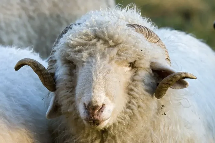 Framed Print : Domestic sheep (Ovis orientalis aries) Framed Print : Domestic sheep (Ovis orientalis aries)