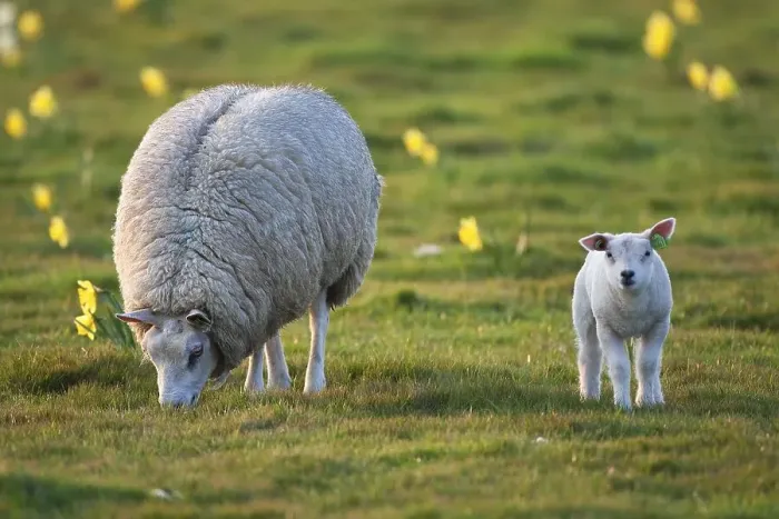Framed Print : Domestic sheep (Ovis orientalis aries) with a lamb