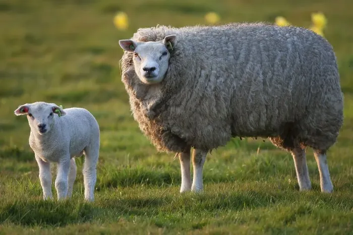 Framed Print : Domestic sheep (Ovis orientalis aries) with a lamb