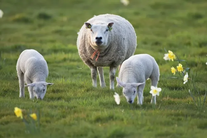 Framed Print : Domestic sheep (Ovis orientalis aries) with lambs