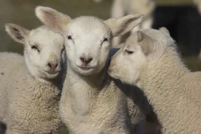 Framed Print : Domestic sheep (Ovis orientalis aries), lambs