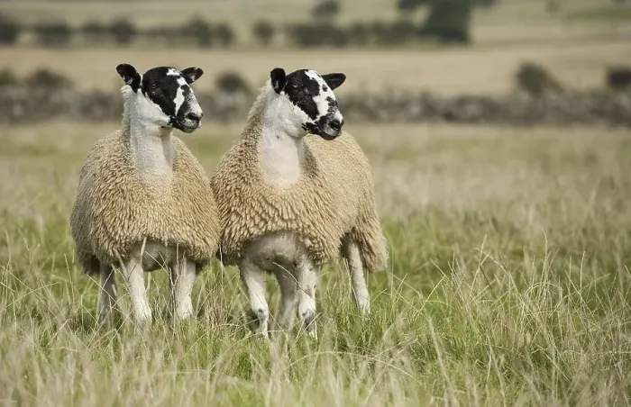 Framed Print : Domestic sheep, pets, ungulates