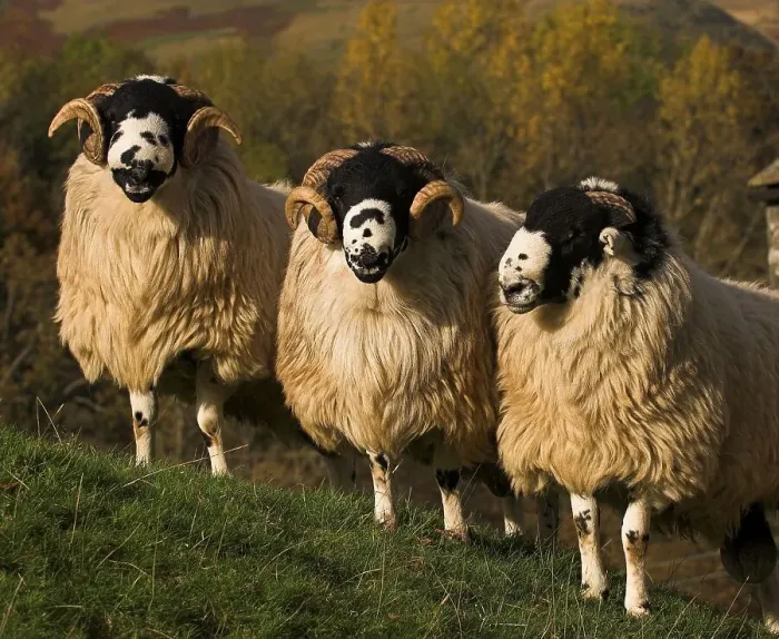 Framed Print : Domestic Sheep, Rough Fell, three rams