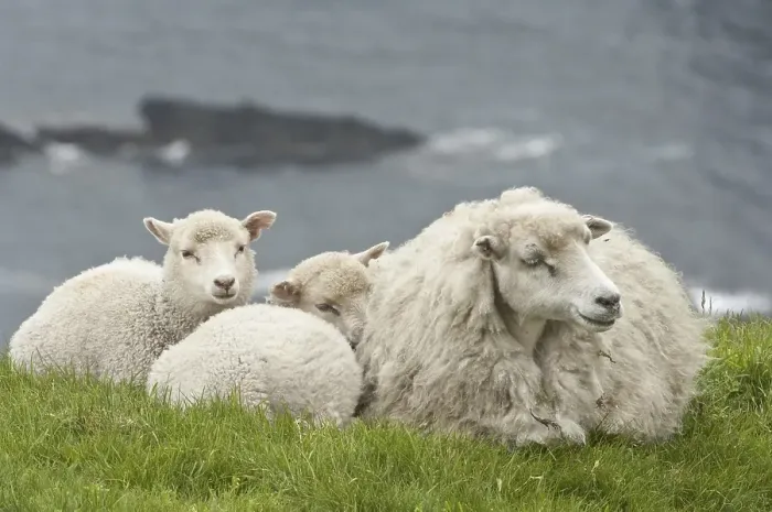 Framed Print : Domestic sheep, Shetland ewe with lambs