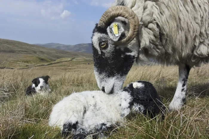 Framed Print : Domestic Sheep, Swaledale, ewe and newborn lamb