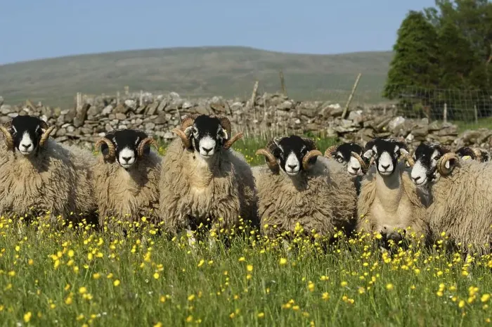 Framed Print : Domestic Sheep, Swaledale rams Framed Print : Domestic Sheep, Swaledale rams